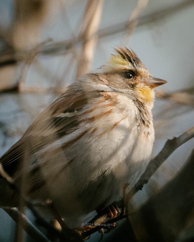 Small bunting sitting on a bare branch in soft winter light